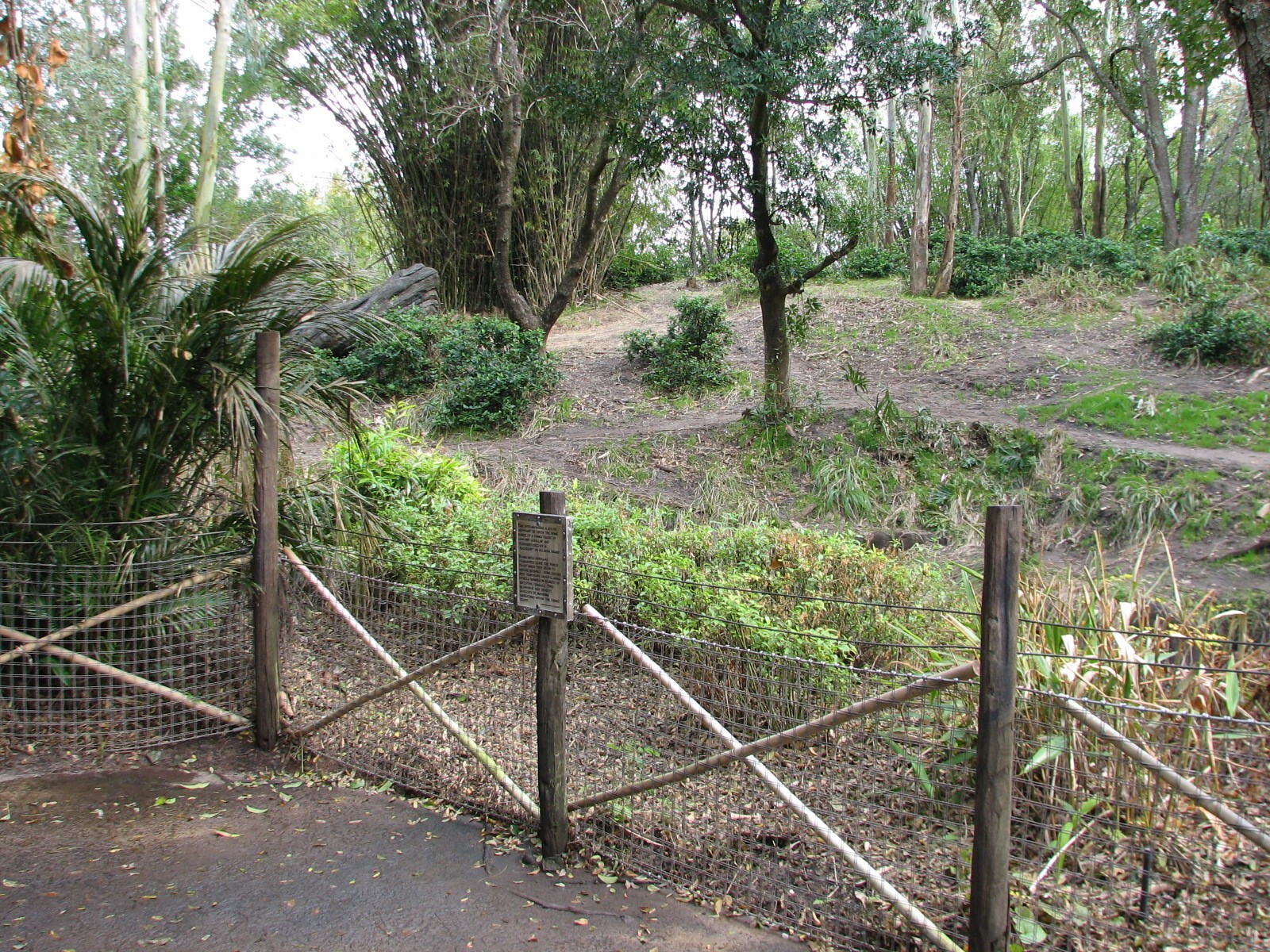 Pangani Forest Exploration Trail - Bachelor Gorilla Exhibit