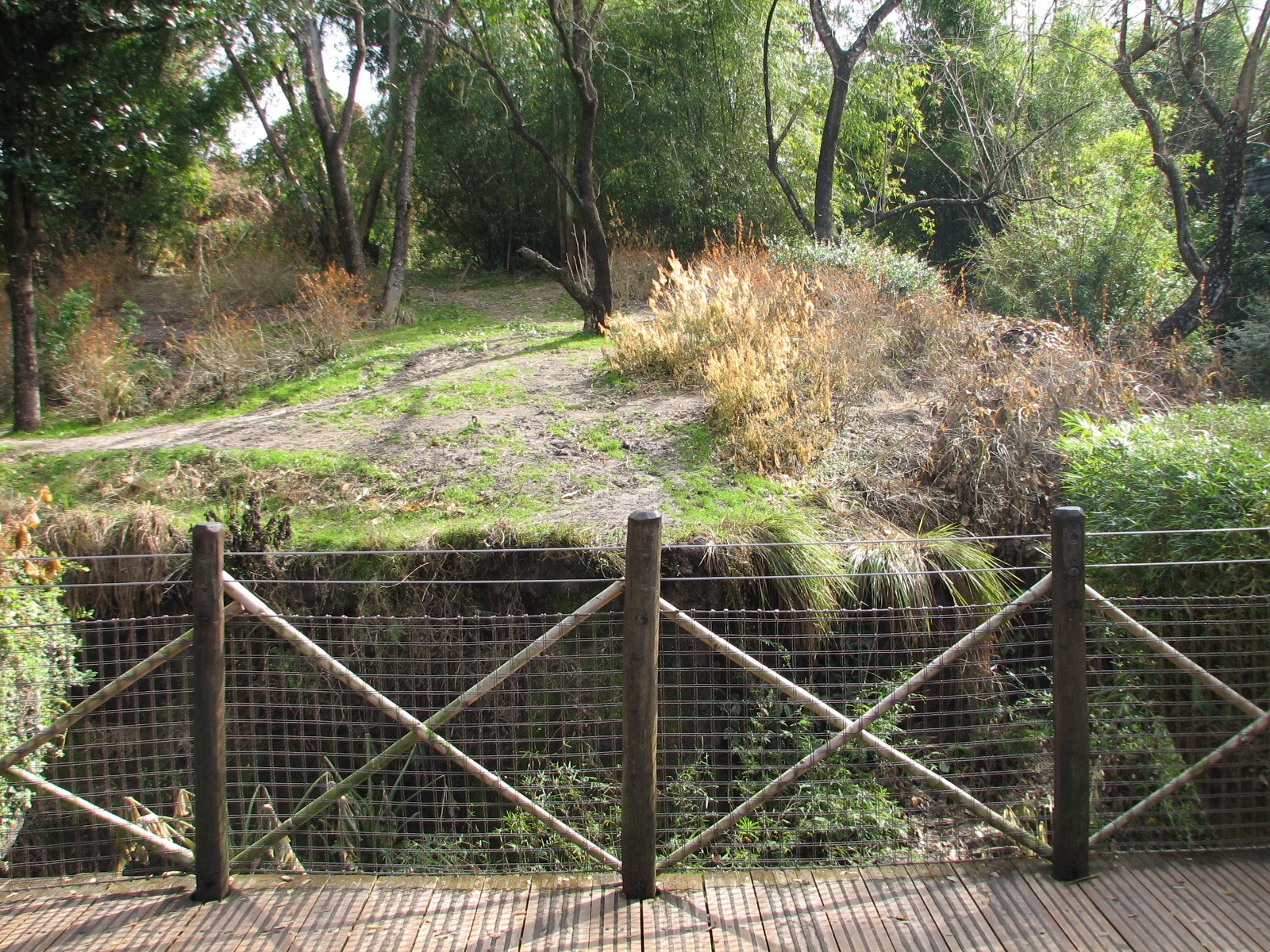 Pangani Forest Exploration Trail - Bachelor Gorilla Exhibit