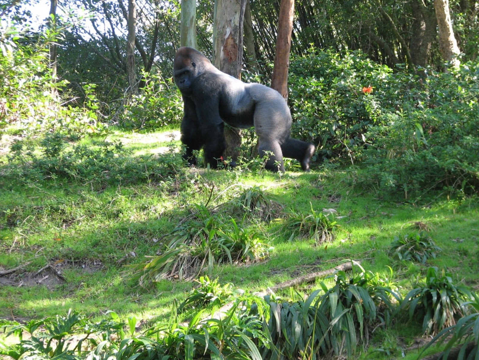 Pangani Forest Exploration Trail - Bachelor Gorilla Exhibit