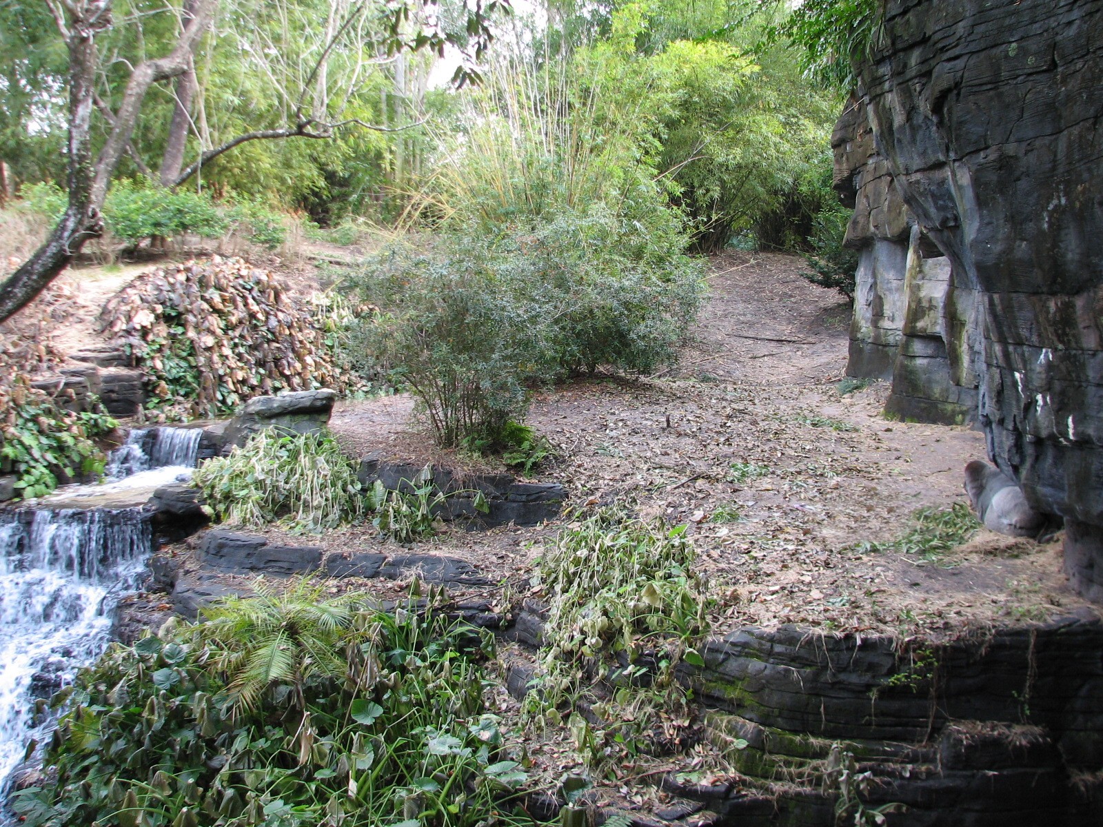 Pangani Forest Exploration Trail - Bachelor Gorilla Exhibit