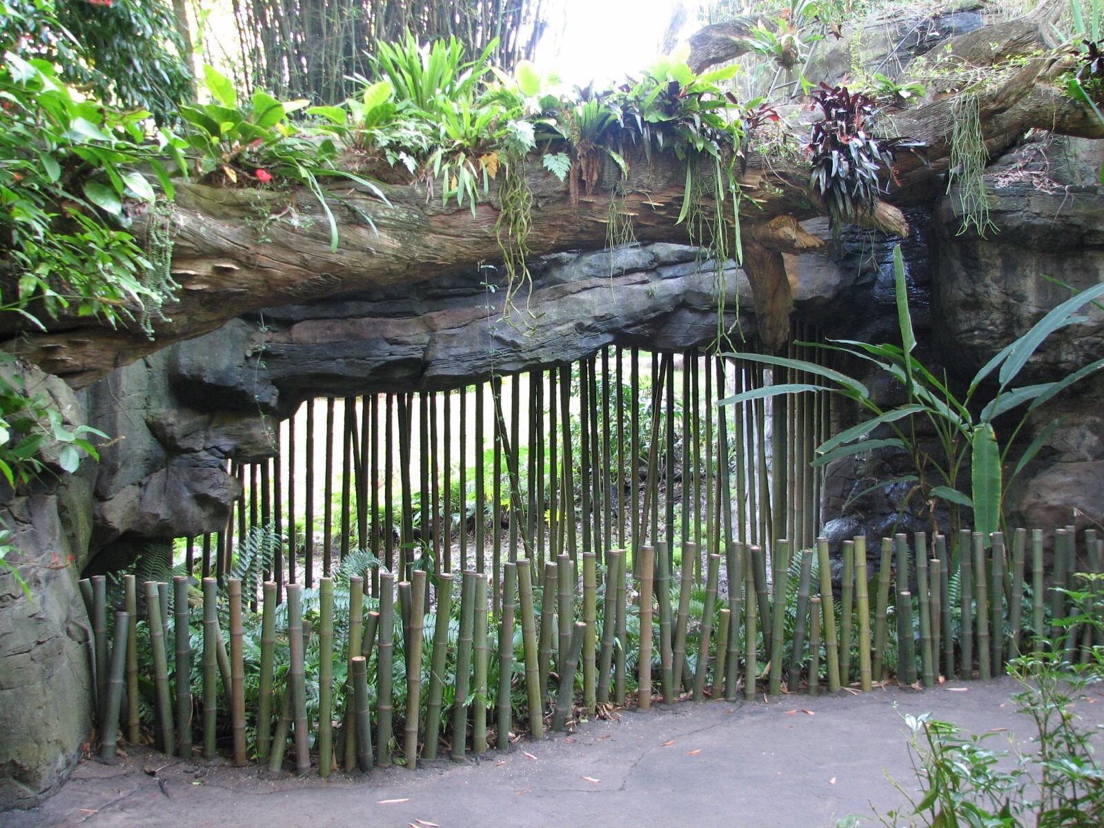 Pangani Forest Exploration Trail - Bachelor Gorilla Exhibit