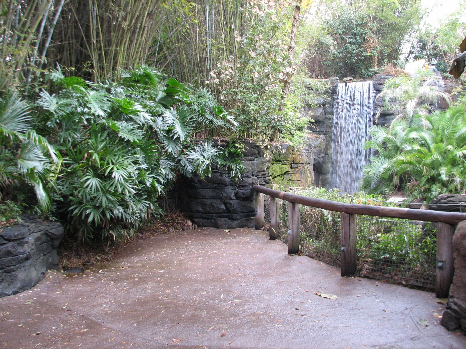 Pangani Forest Exploration Trail - Bachelor Gorilla Exhibit