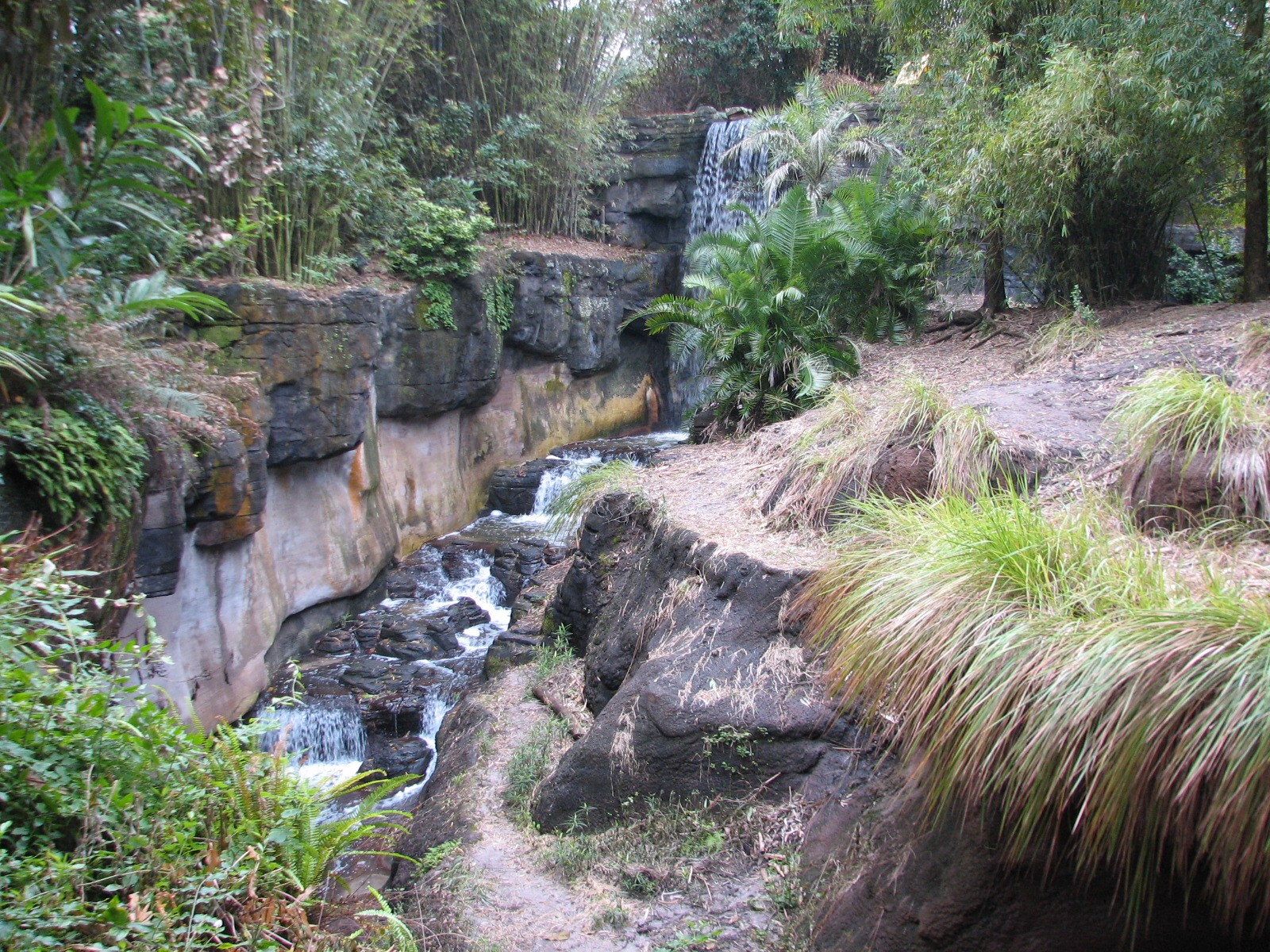 Pangani Forest Exploration Trail - Bachelor Gorilla Exhibit