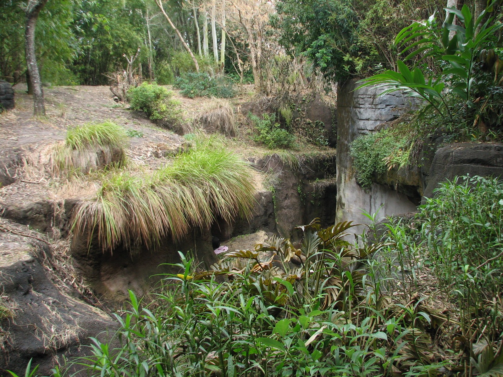 Pangani Forest Exploration Trail - Bachelor Gorilla Exhibit