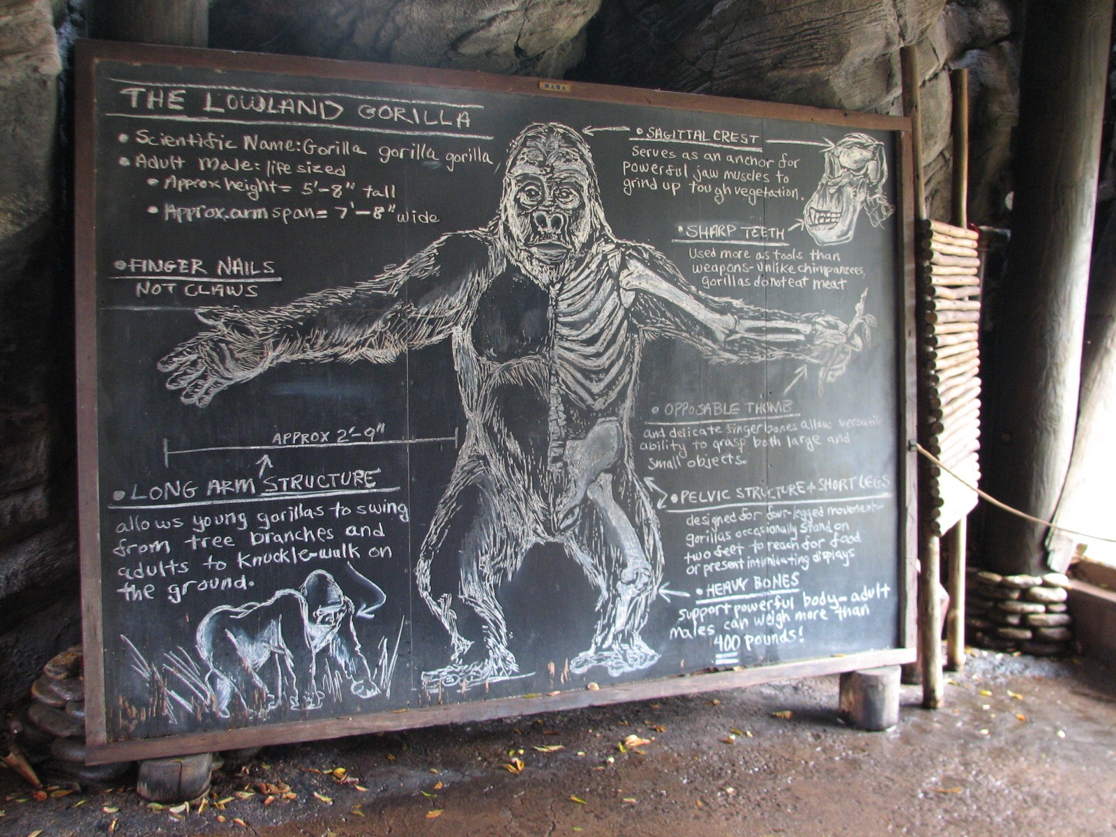 Pangani Forest Exploration Trail - Family Gorilla Exhibit Viewing Shelter