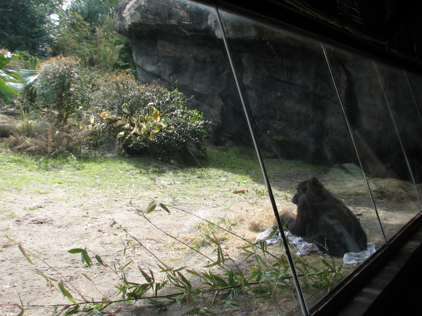 Pangani Forest Exploration Trail - Family Gorilla Exhibit Viewing Shelter