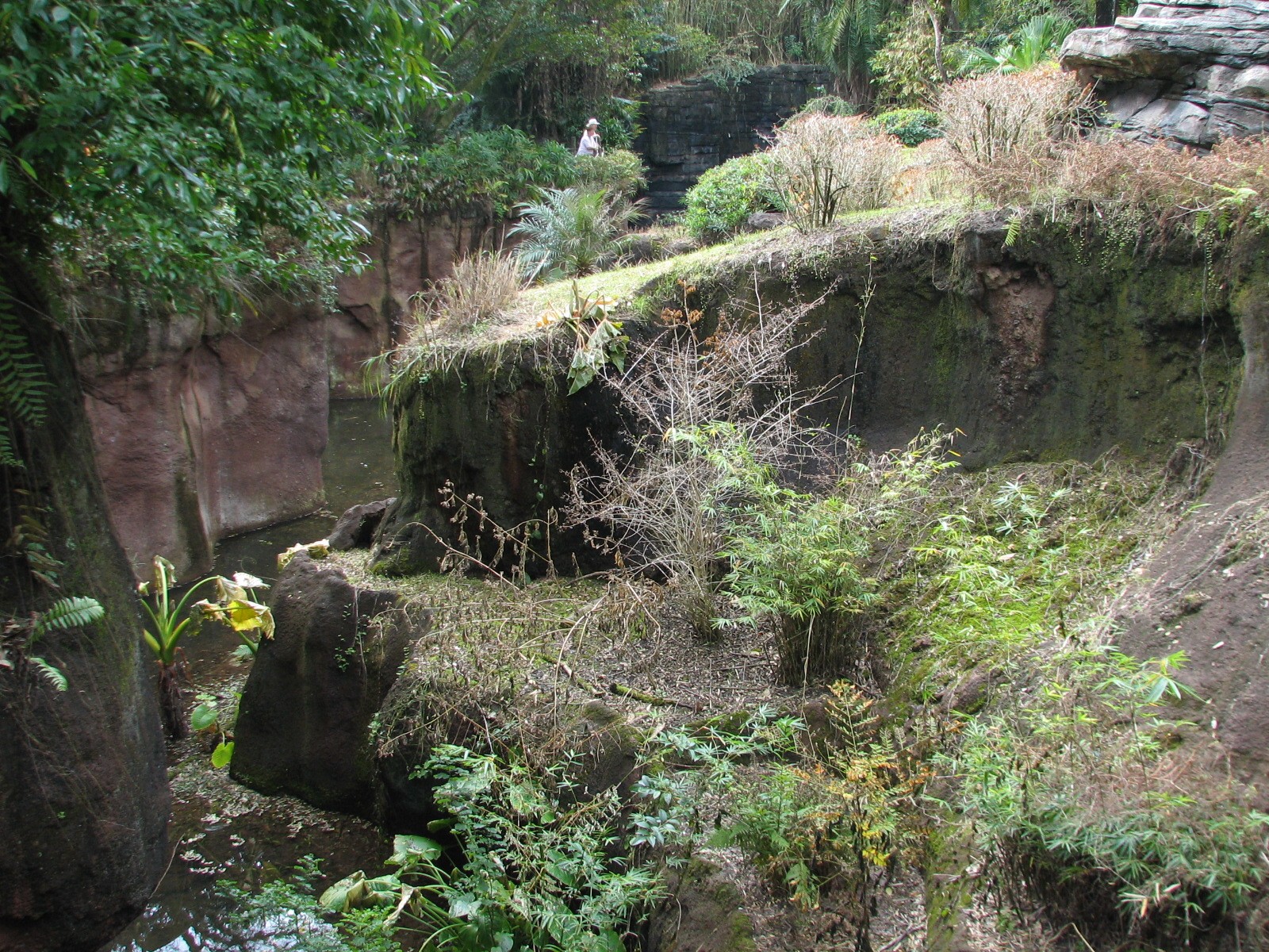Pangani Forest Exploration Trail - Family Gorilla Exhibit