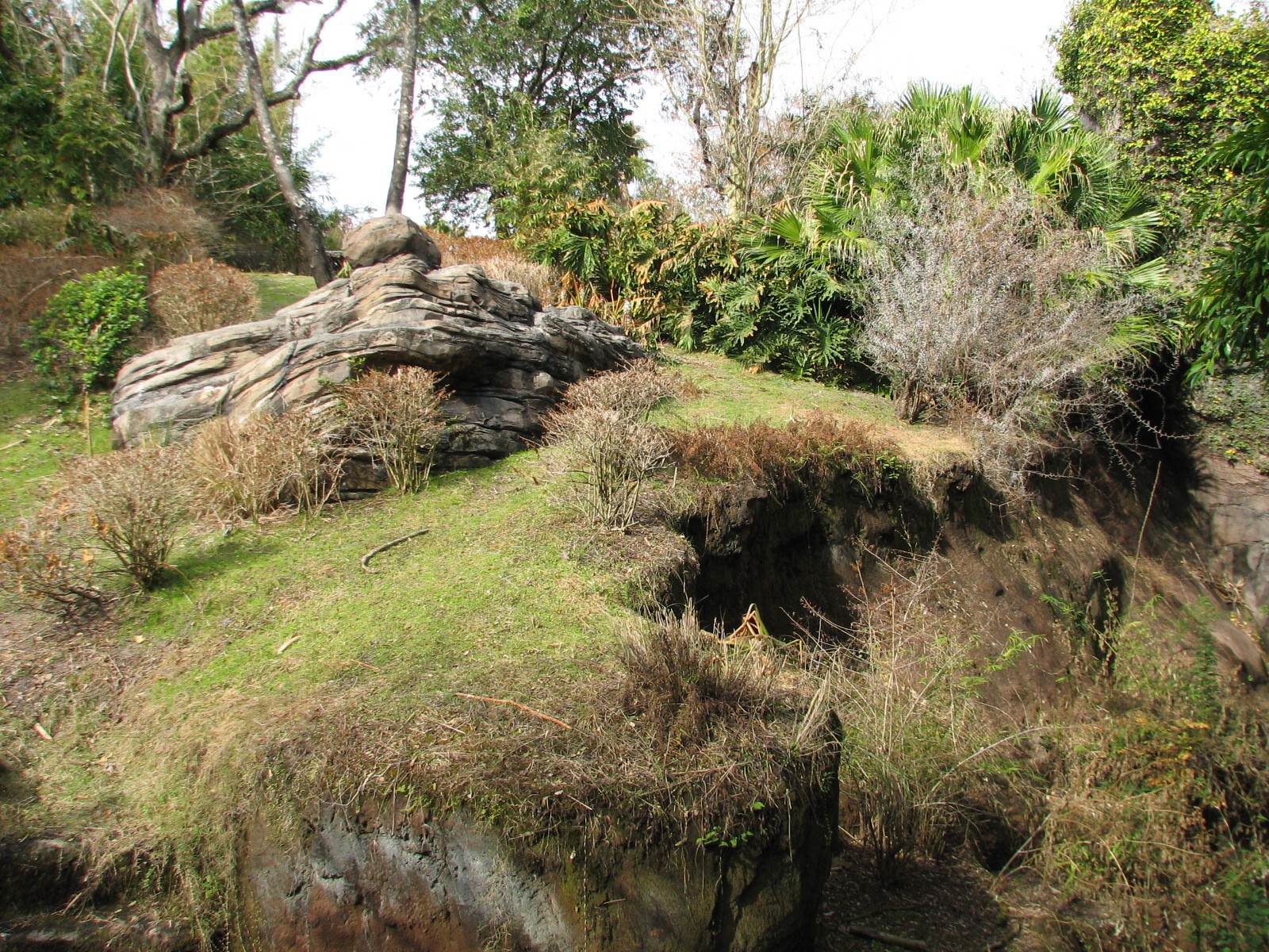 Pangani Forest Exploration Trail - Family Gorilla Exhibit