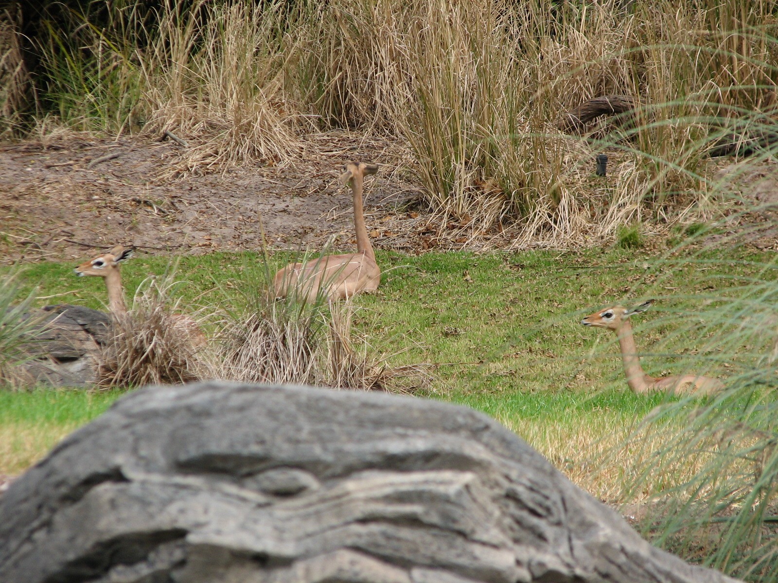 Pangani Forest Exploration Trail - Gerenuk
