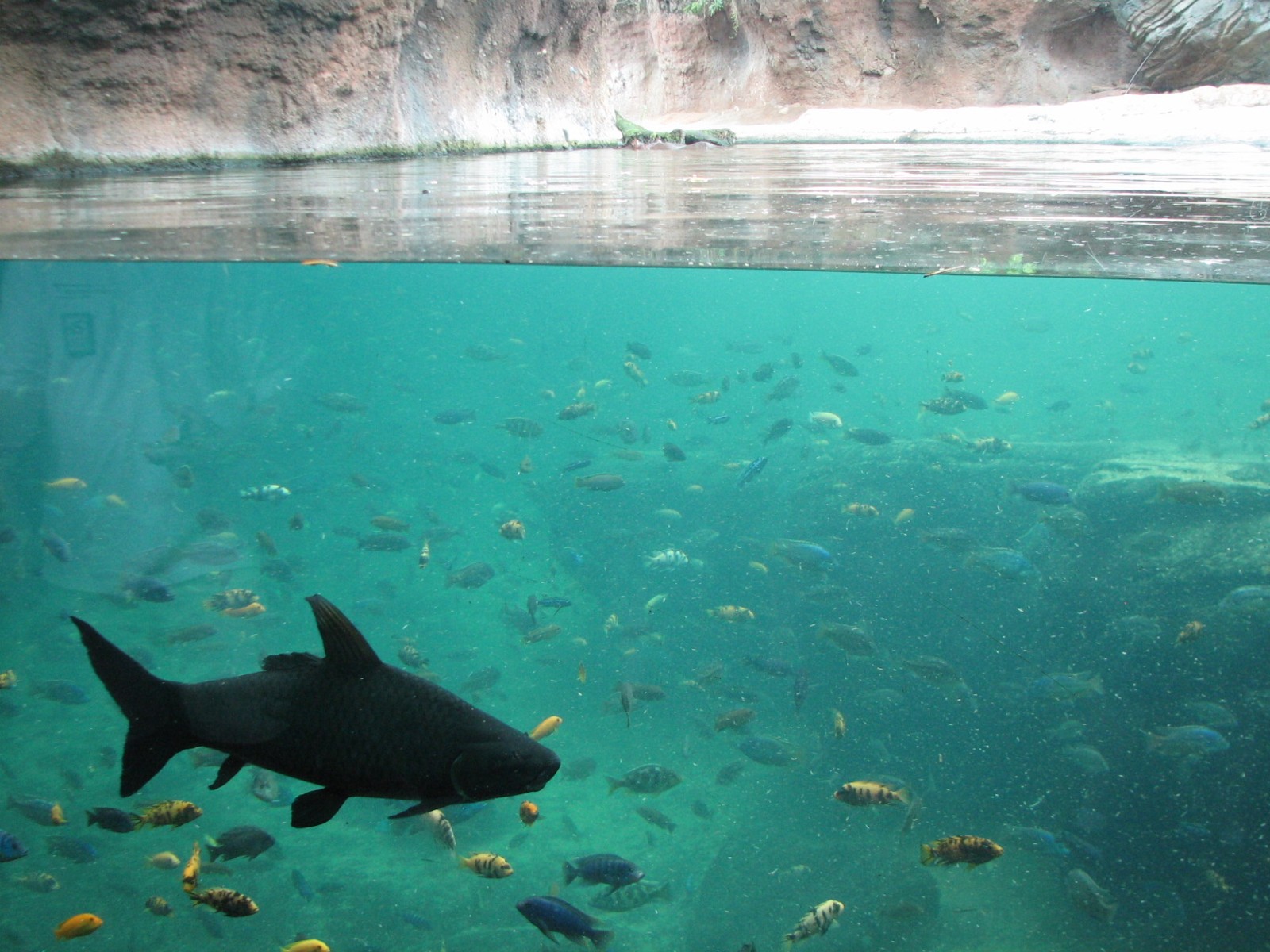 Pangani Forest Exploration Trail - Hippo Exhibit