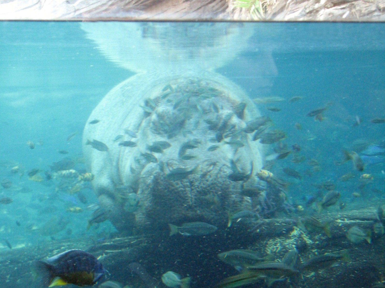 Pangani Forest Exploration Trail - Hippo