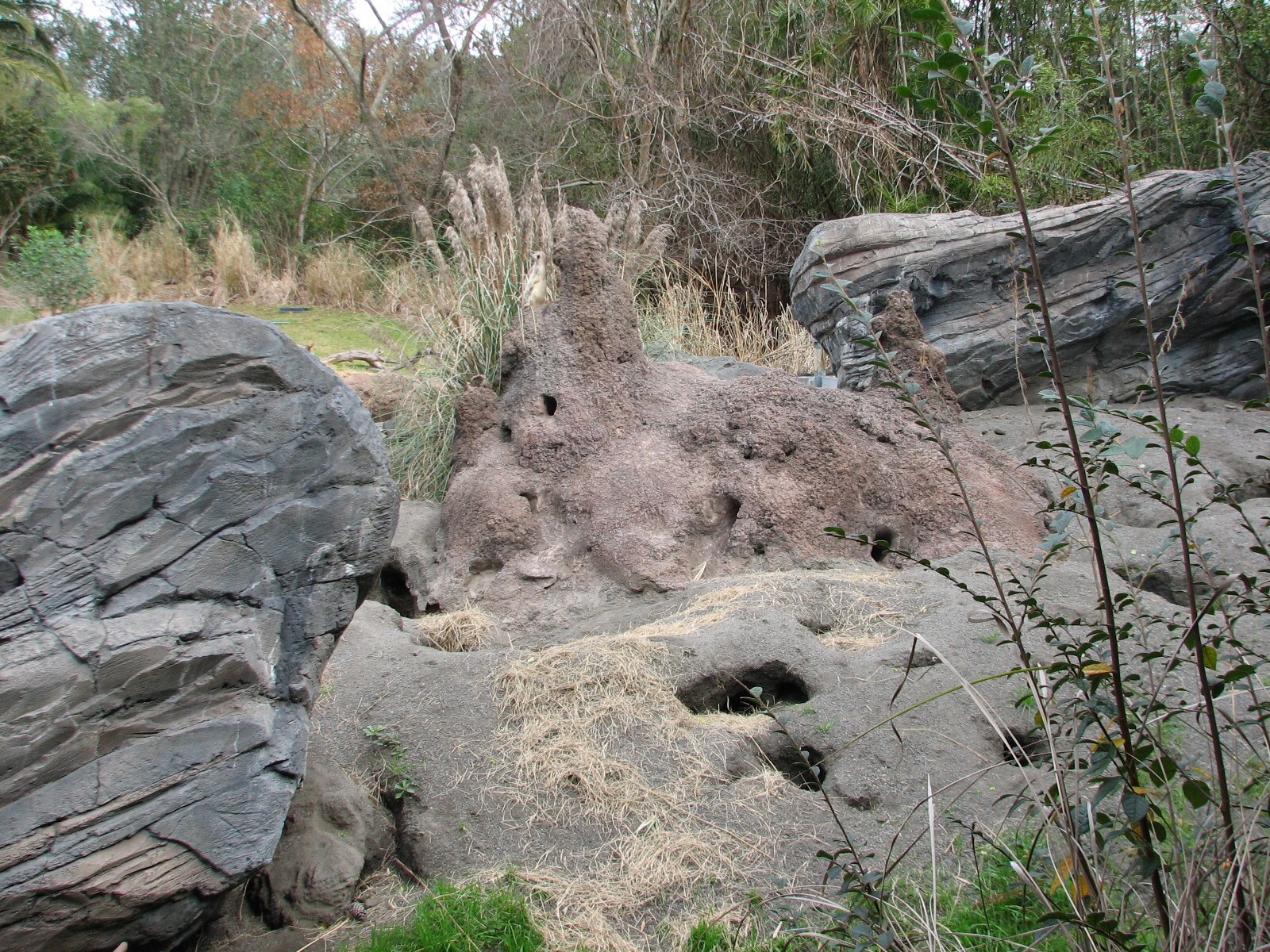 Pangani Forest Exploration Trail - Meerkat Exhibit