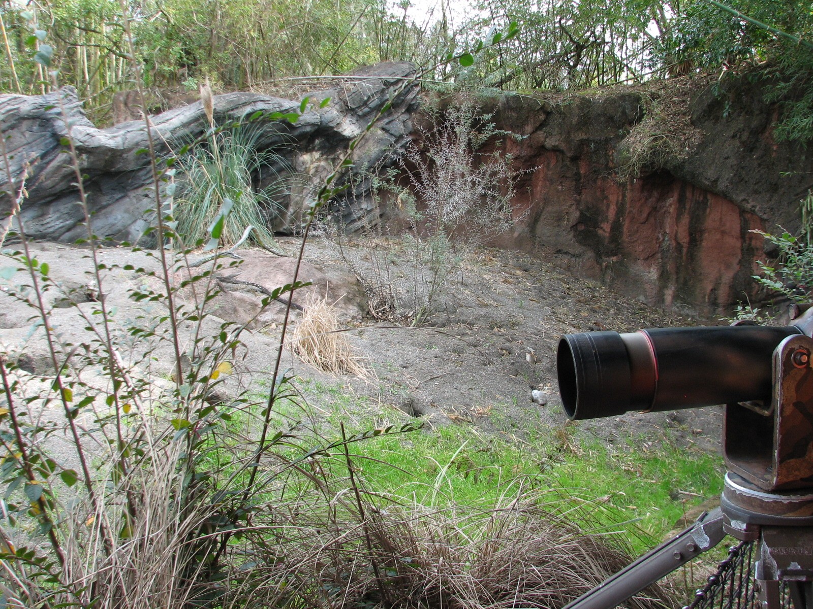 Pangani Forest Exploration Trail - Meerkat Exhibit
