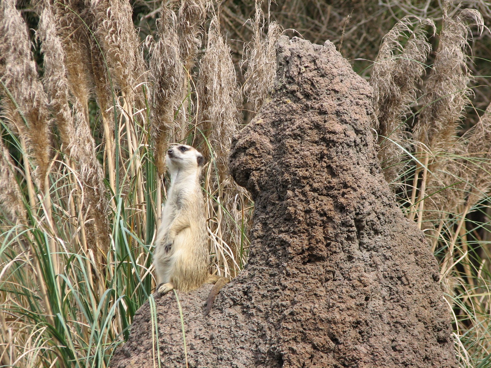 Pangani Forest Exploration Trail - Meerkat