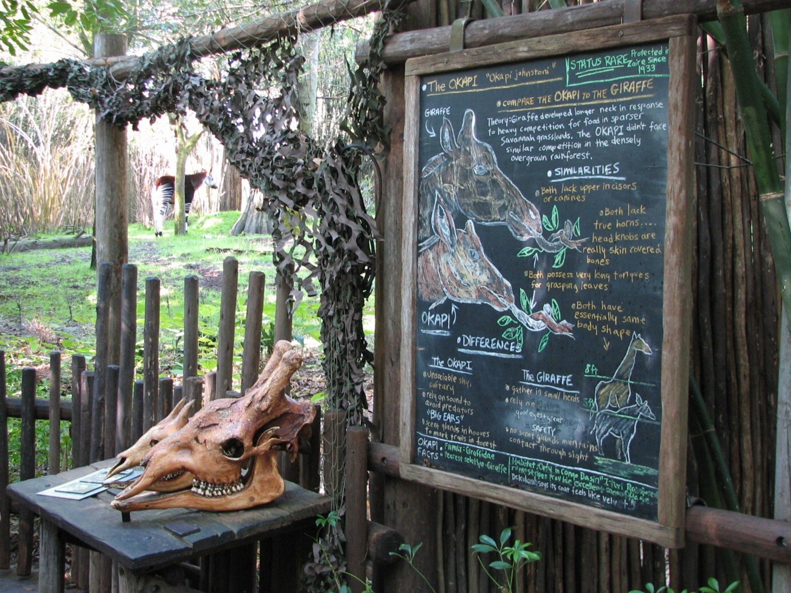 Pangani Forest Exploration Trail - Okapi, Yellow-backed Duiker, and Stanley