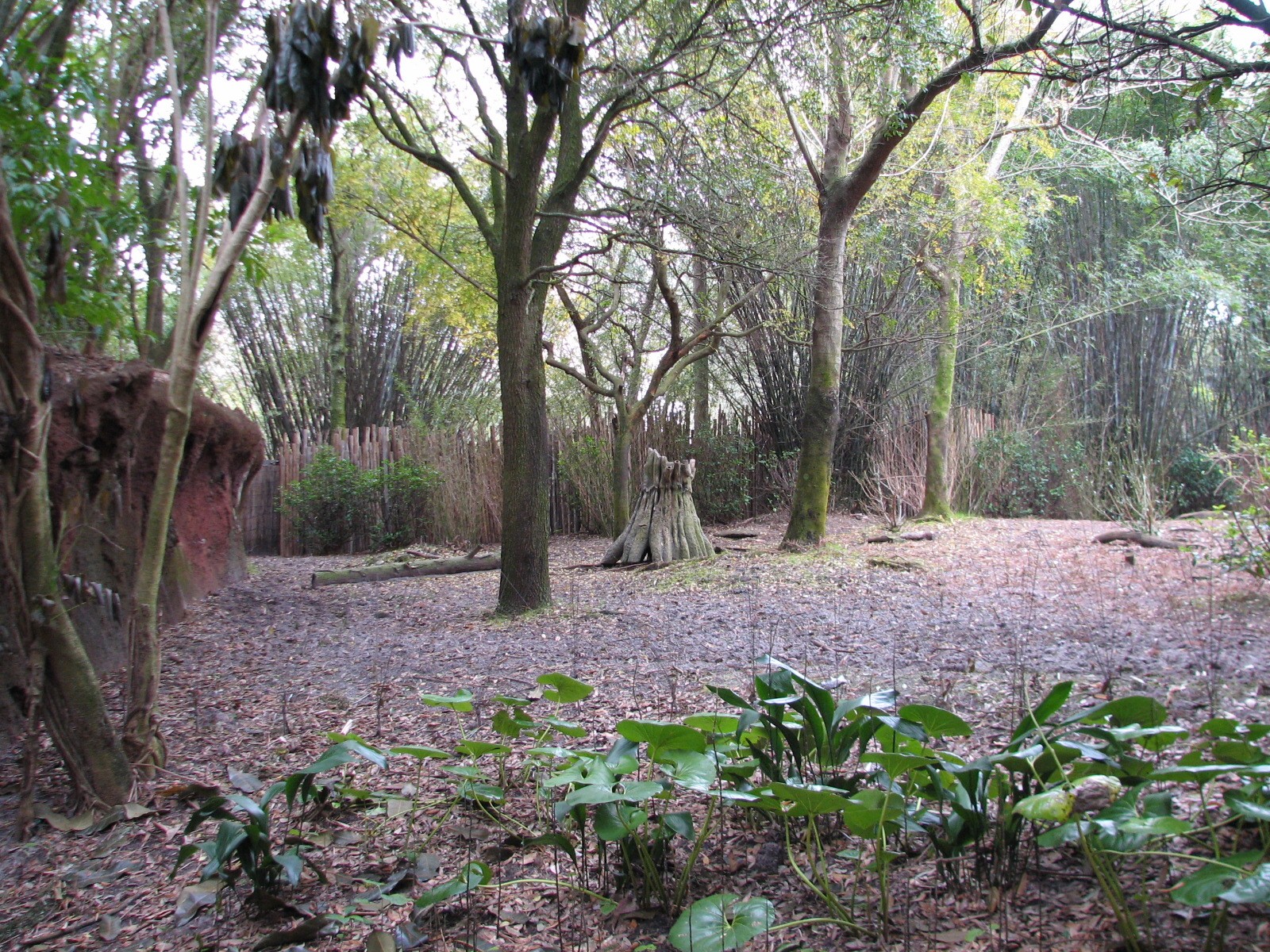 Pangani Forest Exploration Trail - Okapi, Yellow-backed Duiker, and Stanley