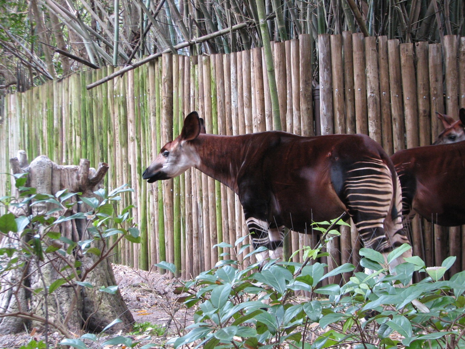 Pangani Forest Exploration Trail - Okapi