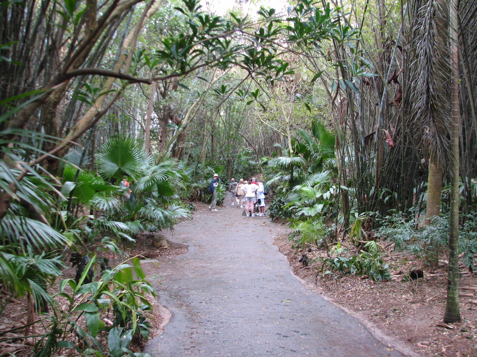 Pangani Forest Exploration Trail - Path