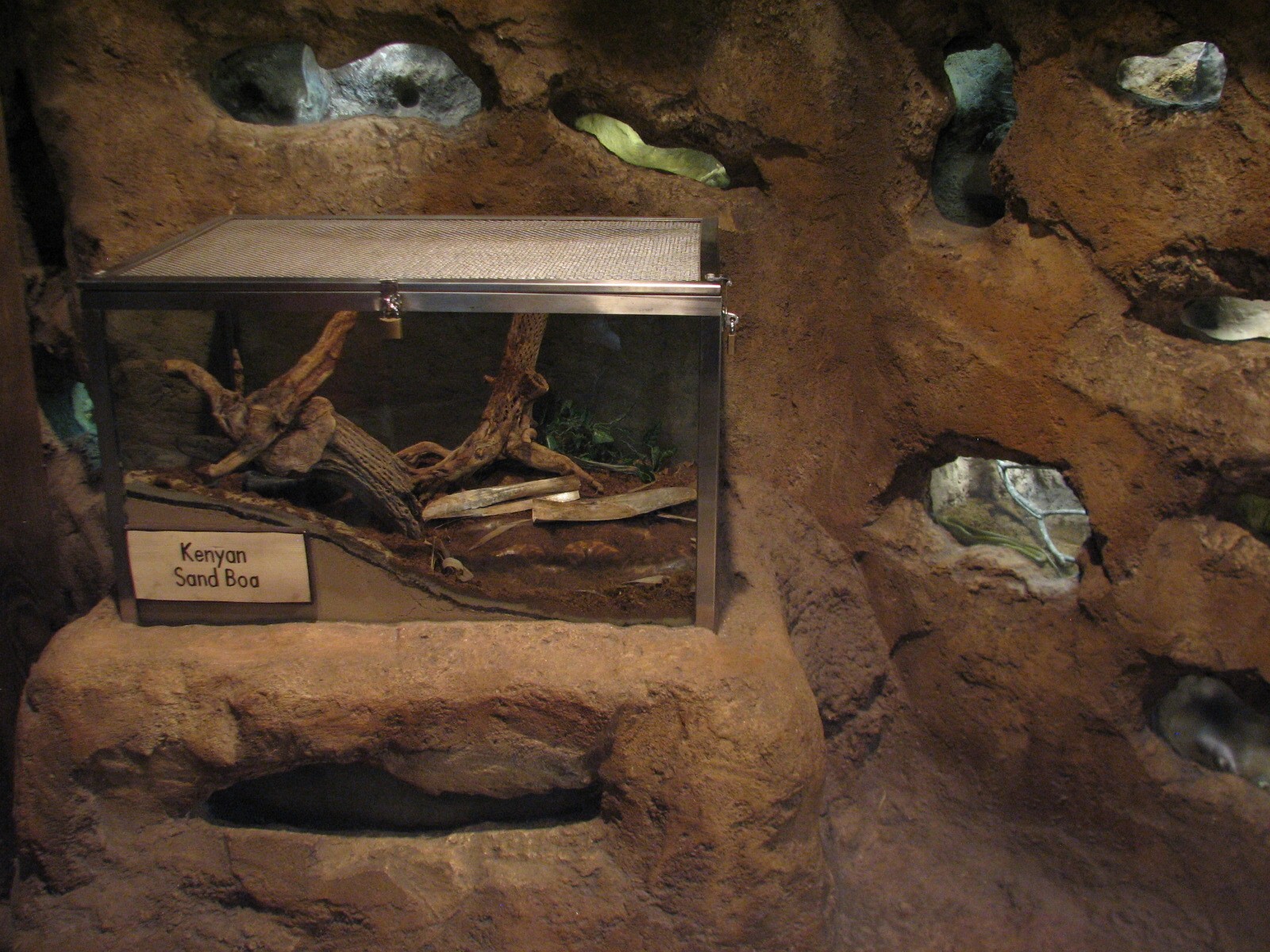 Pangani Forest Exploration Trail - Research Station - Naked Mole Rat and Ke