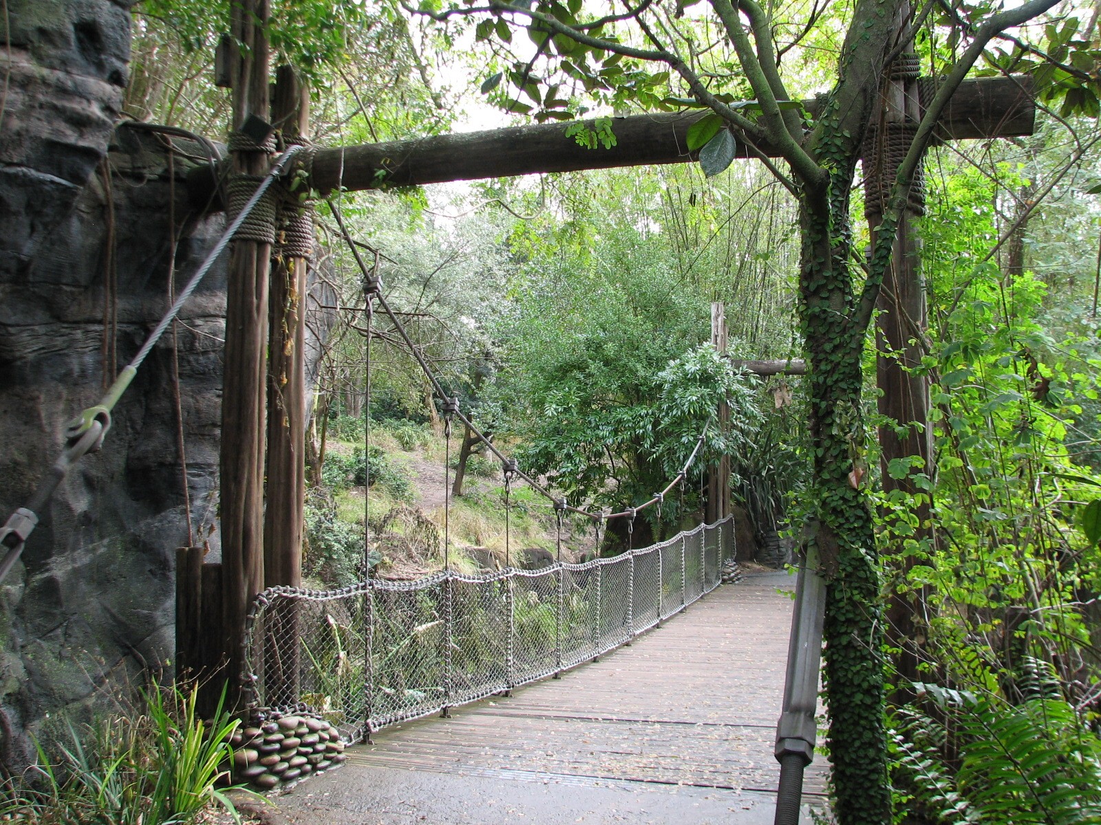 Pangani Forest Exploration Trail - Suspension Bridge Near Gorilla Exhibits