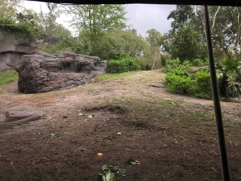 Pangani Forest- Gorilla