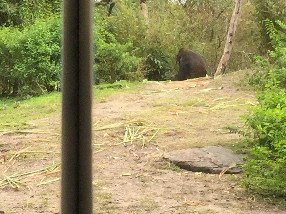 Pangani Forest- Gorilla