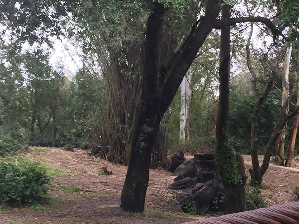 Pangani Forest- Gorilla