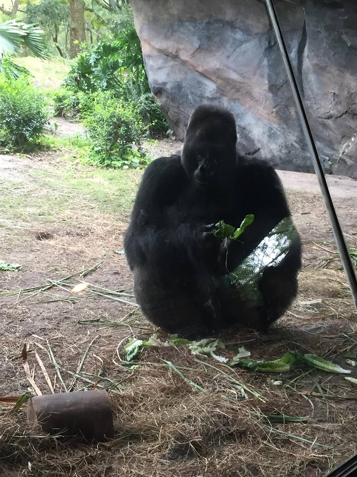 Pangani Forest- Gorilla