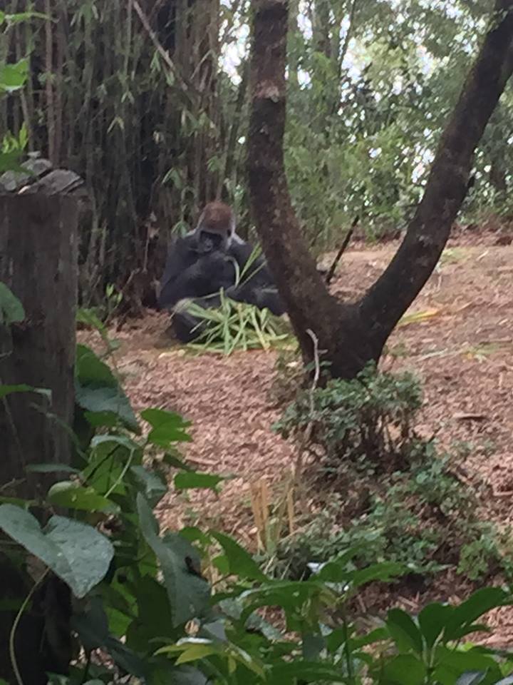 Pangani Forest- Gorilla