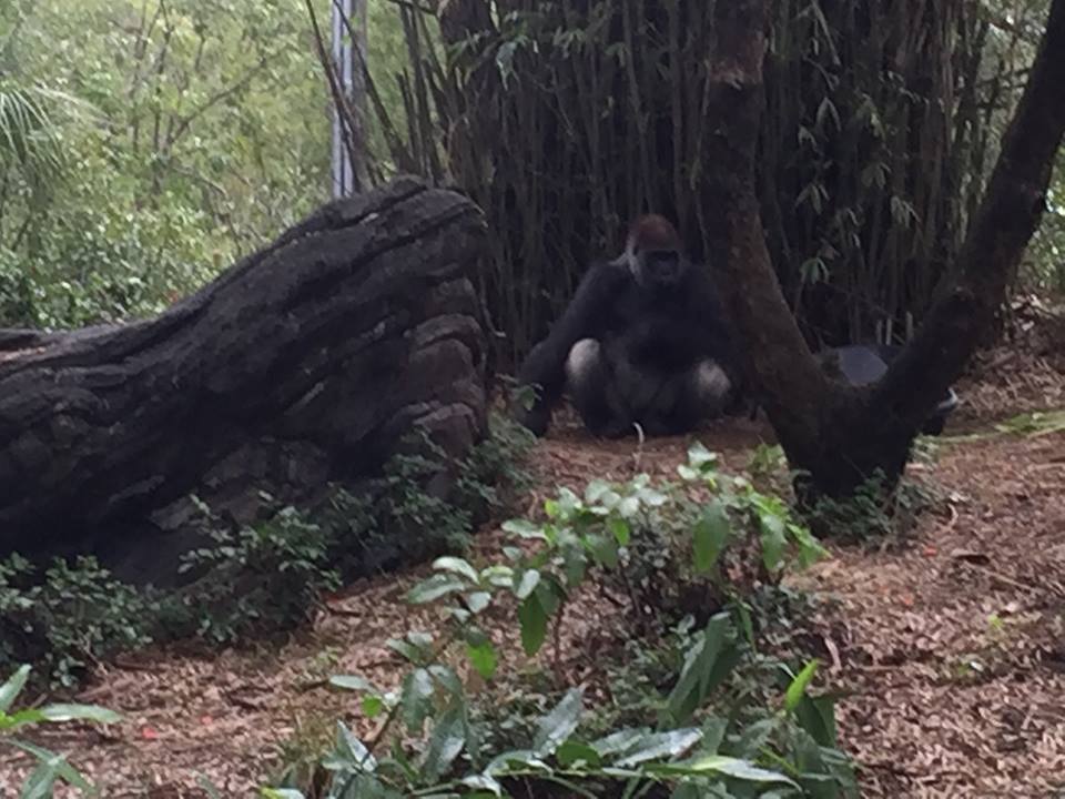 Pangani Forest- Gorilla