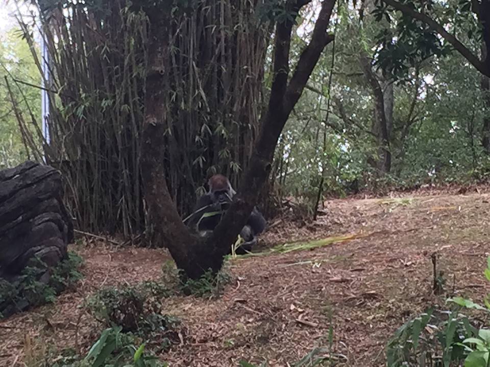 Pangani Forest- Gorilla