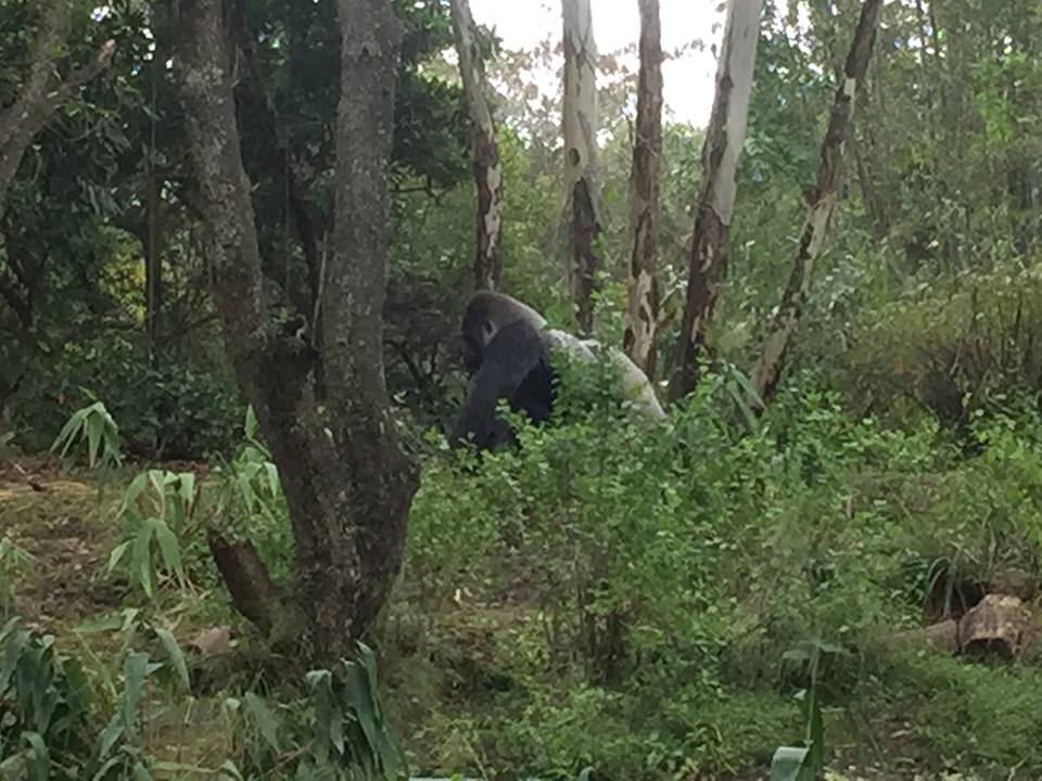 Pangani Forest- Gorilla