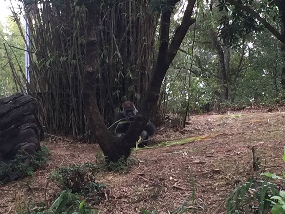 Pangani Forest- Gorilla