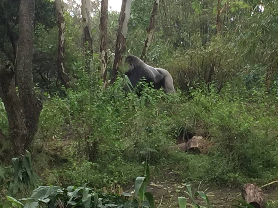 Pangani Forest- Gorilla