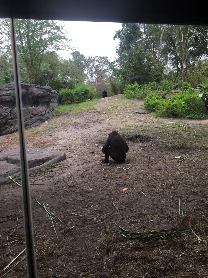Pangani Forest- Gorilla