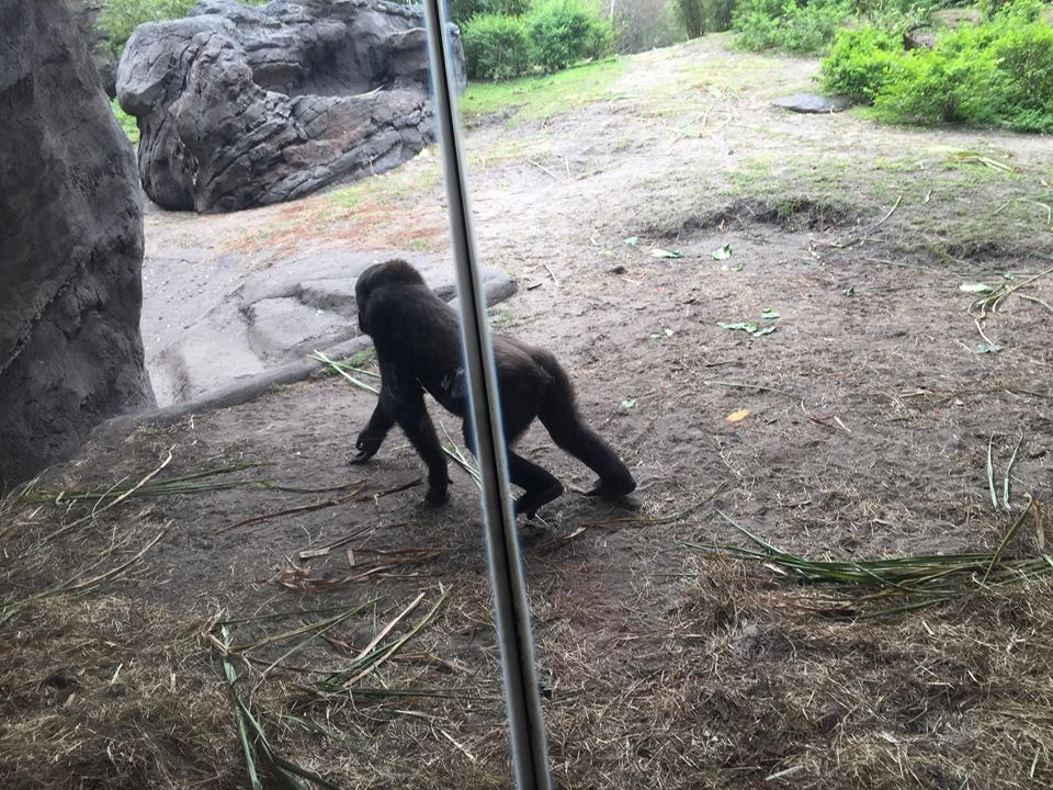 Pangani Forest- Gorilla