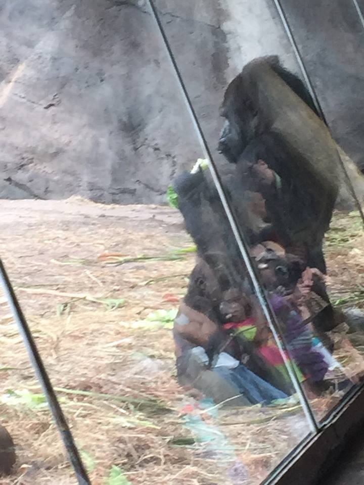 Pangani Forest- Gorilla