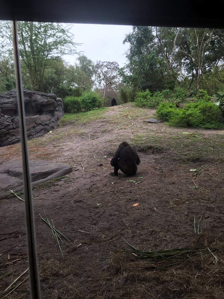Pangani Forest- Gorilla