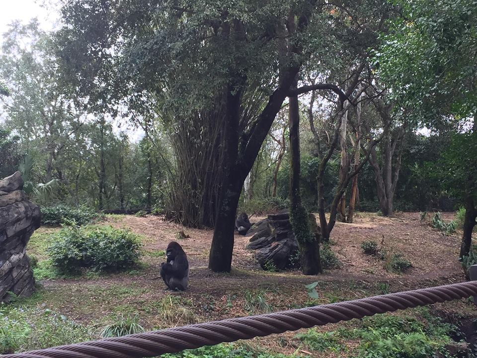 Pangani Forest- Gorilla