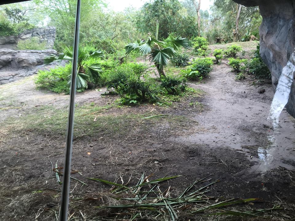 Pangani Forest- Gorilla