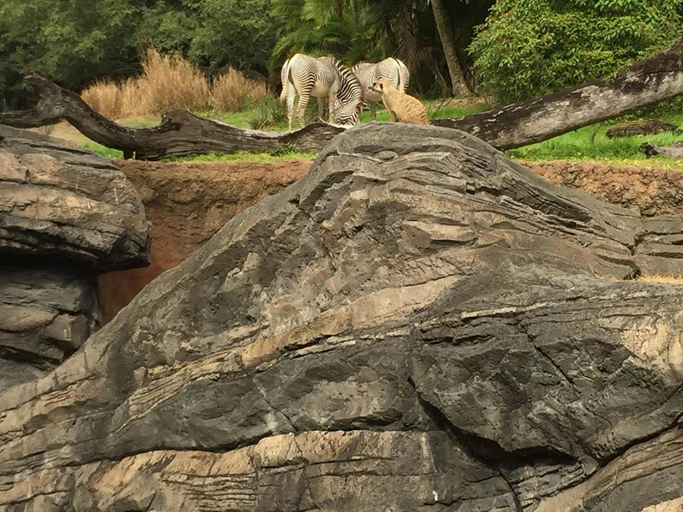Pangani Forest- Meerkat/Grevy's Zebra