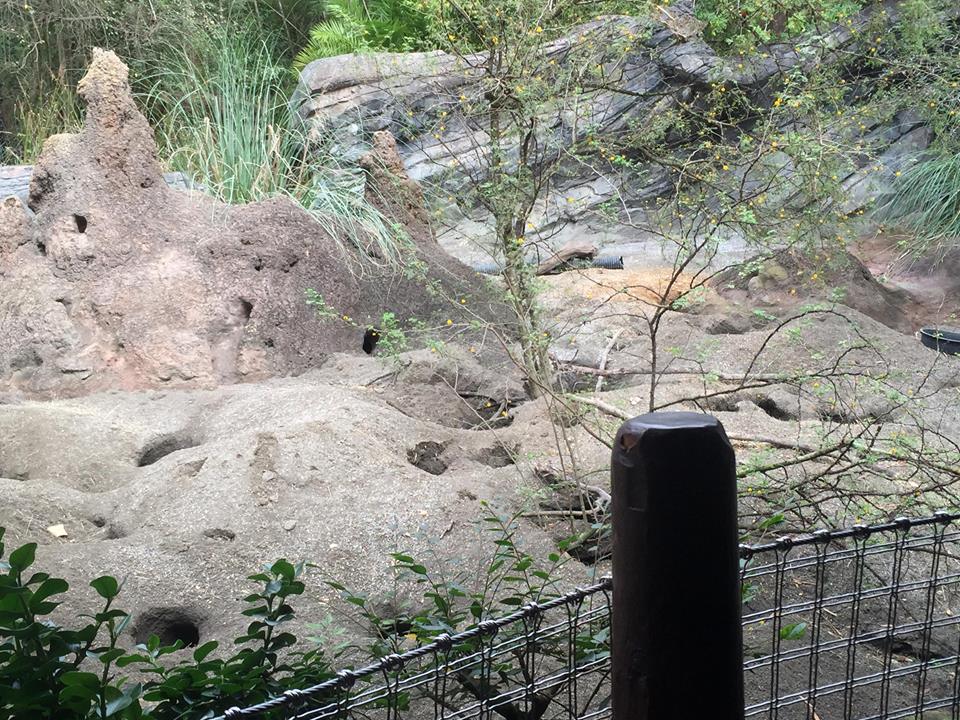 Pangani Forest- Meerkat