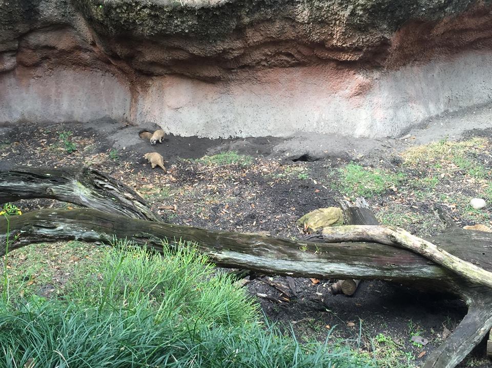 Pangani Forest- Meerkat