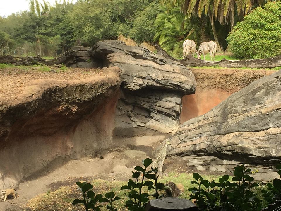 Pangani Forest- Meerkat