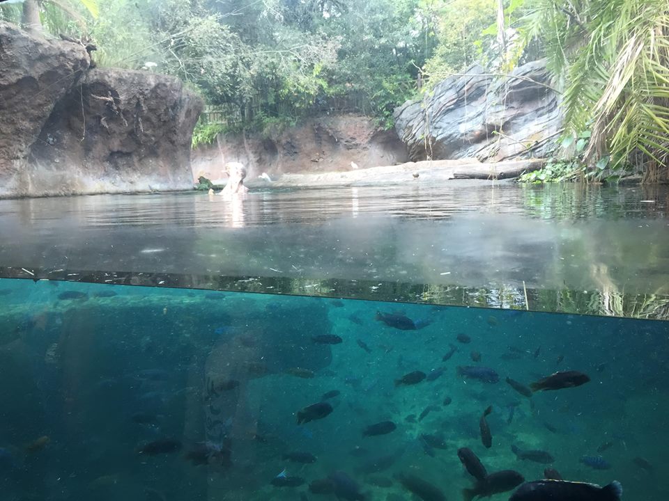 Pangani Forest- Nile Hippopotamus