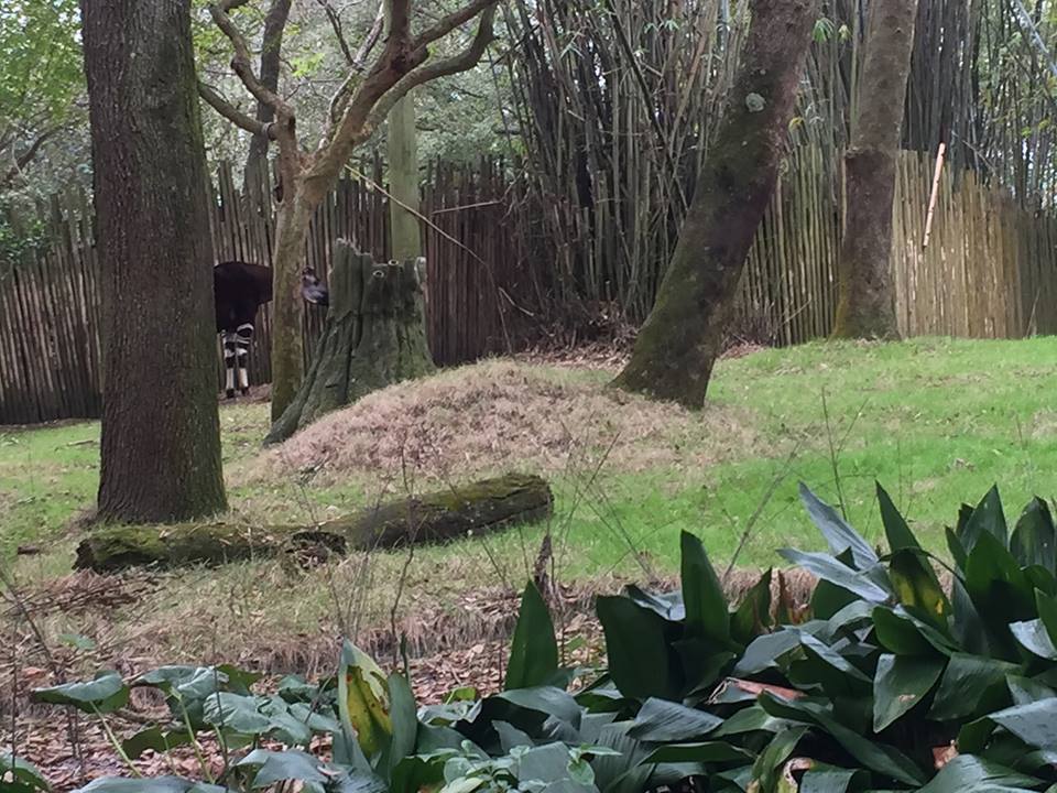 Pangani Forest- Okapi