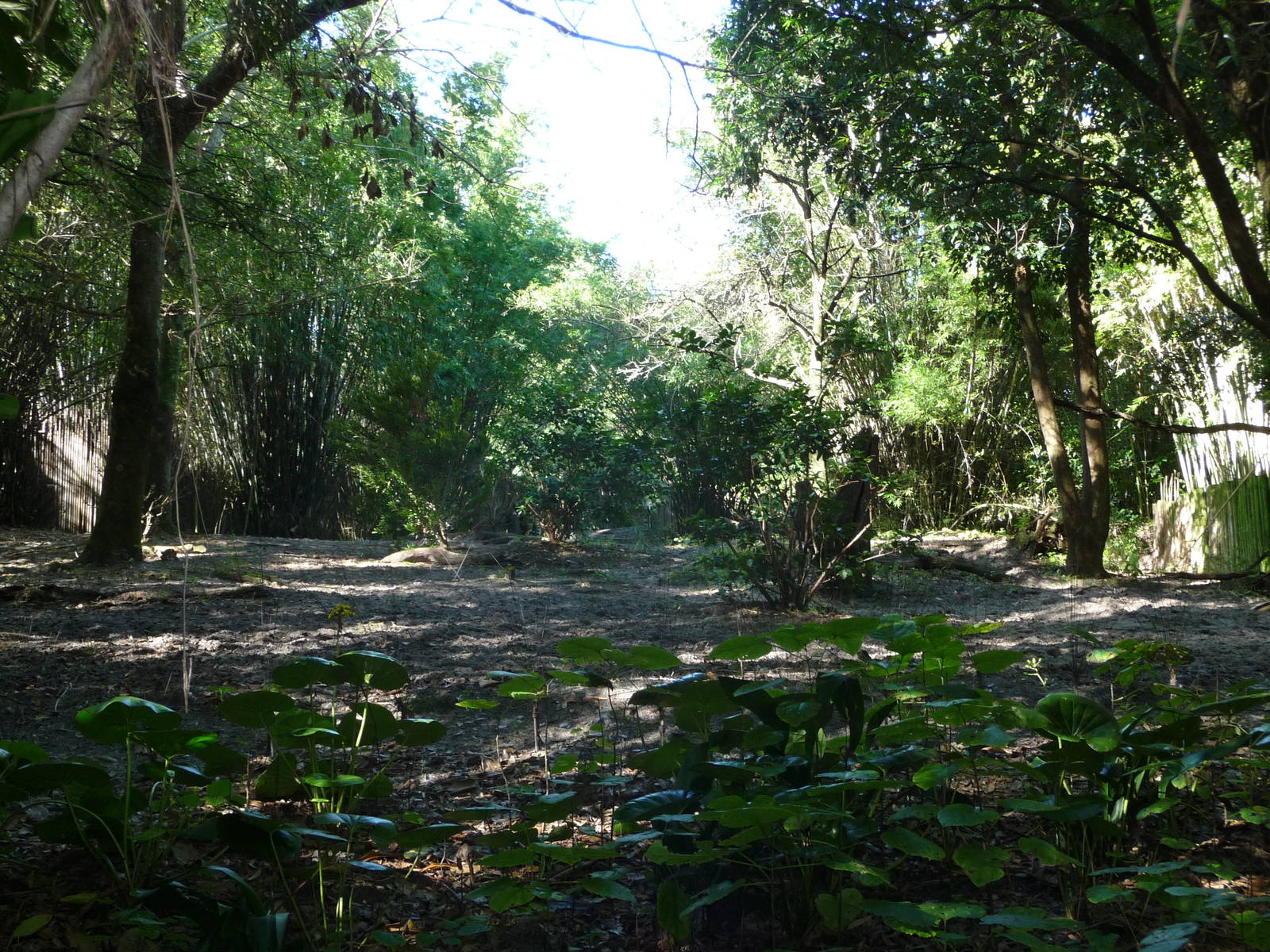Pangani Forest Trail