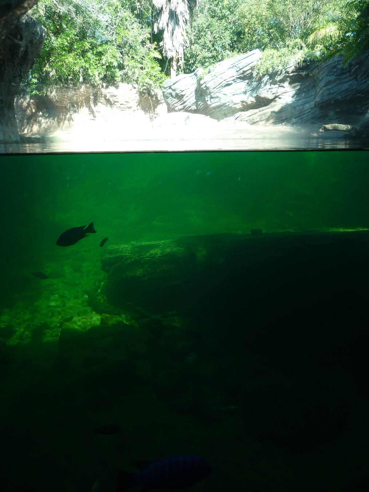 Pangani Forest Trail