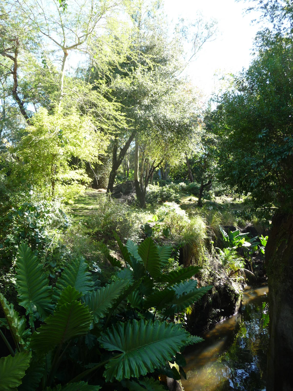 Pangani Forest Trail