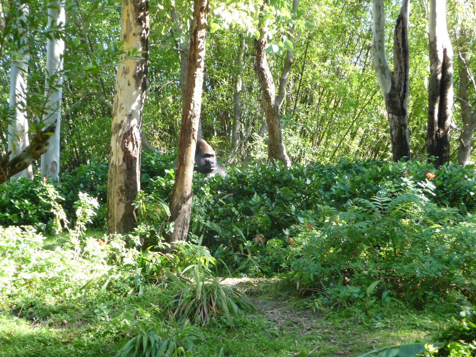Pangani Forest Trail